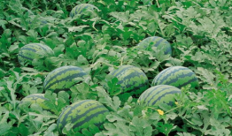 吃瓜群爆料大棚视频播放,吃瓜群爆料视频背后的真相揭晓