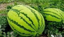 河美吃瓜爆料视频大全,揭秘娱乐圈幕后真相